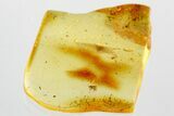 Fossil Ant-Like Stone Beetle (Scydmaeninae) in Baltic Amber #372540-1